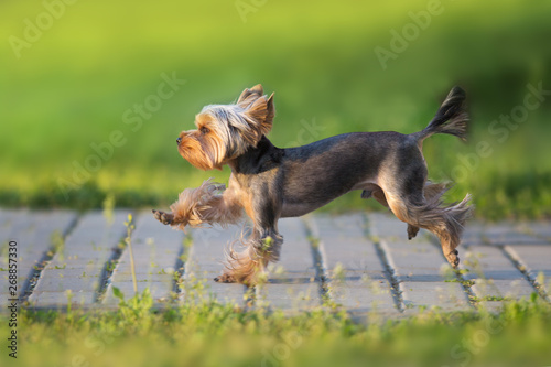 Yorkshire Terrier run fast on green spring park road