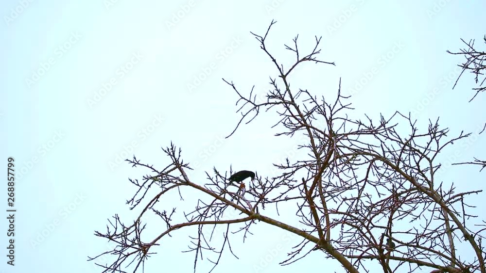 two Common Myna are bent on dry trees two Common Myna are bent on dry trees