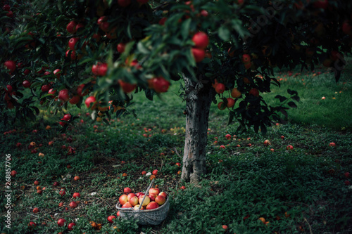 A basket full of apples in an orchard photo