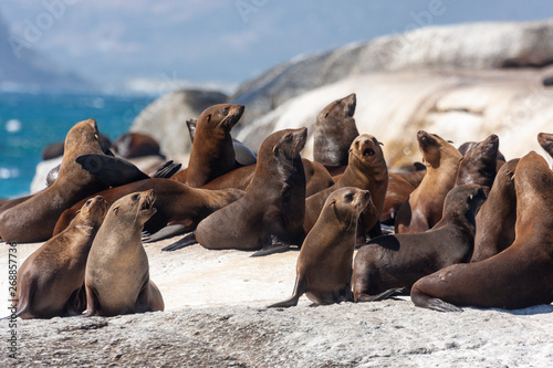 seal island colony of the seal national parks and nature reserves of south africa