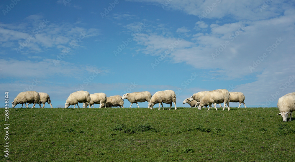 Sheep on the dike of Ameland Sheep on the dike of Ameland