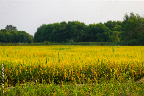 rice harvest