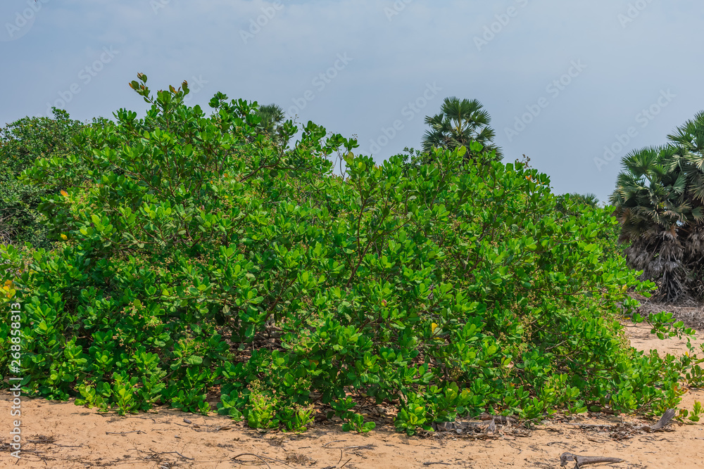 Cashew greenery trees with flower came in summer season looking very attractive.