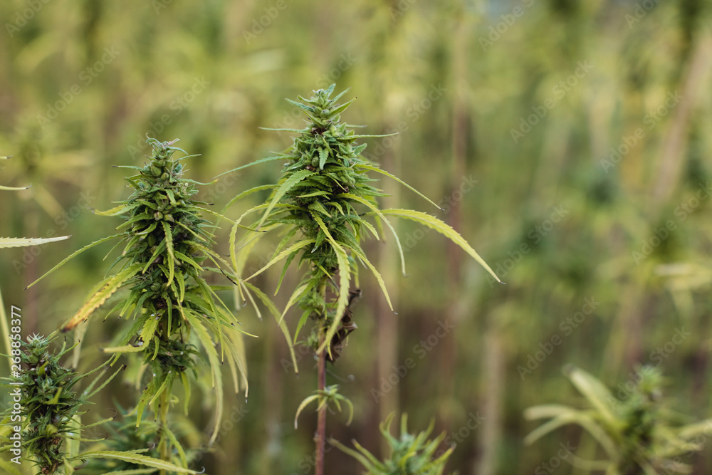 Cannabis plant growing outdoors Cannabis plant growing outdoors