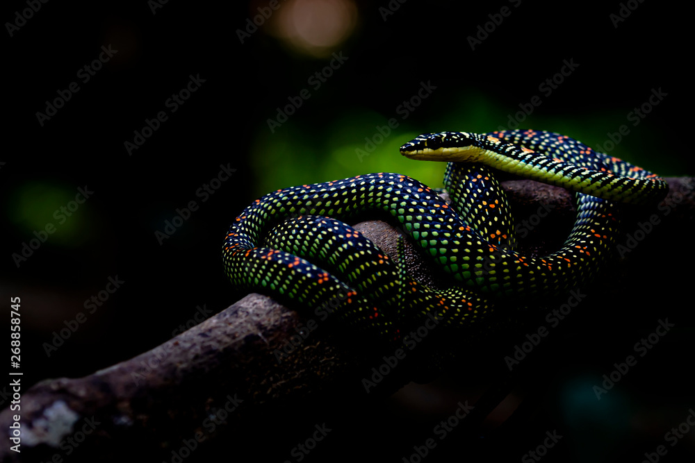 Obraz premium Flying snake (Chrysopelea paradisi paradisi) hiding in the forest.