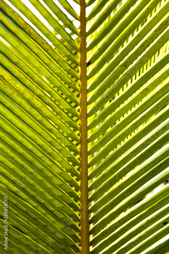 Abstract striped palm natural green background