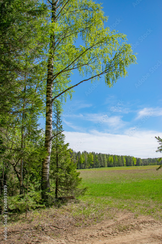 Spring, nature, spring forest, fields, lakes and rivers. Spring, nature, spring forest, fields, lakes and rivers.