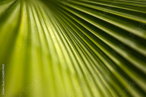 Abstract striped palm natural green background
