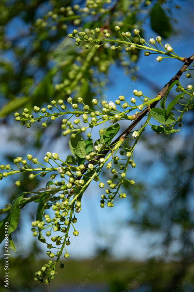 Spring, nature, spring forest, fields, lakes and rivers. Spring, nature, spring forest, fields, lakes and rivers.