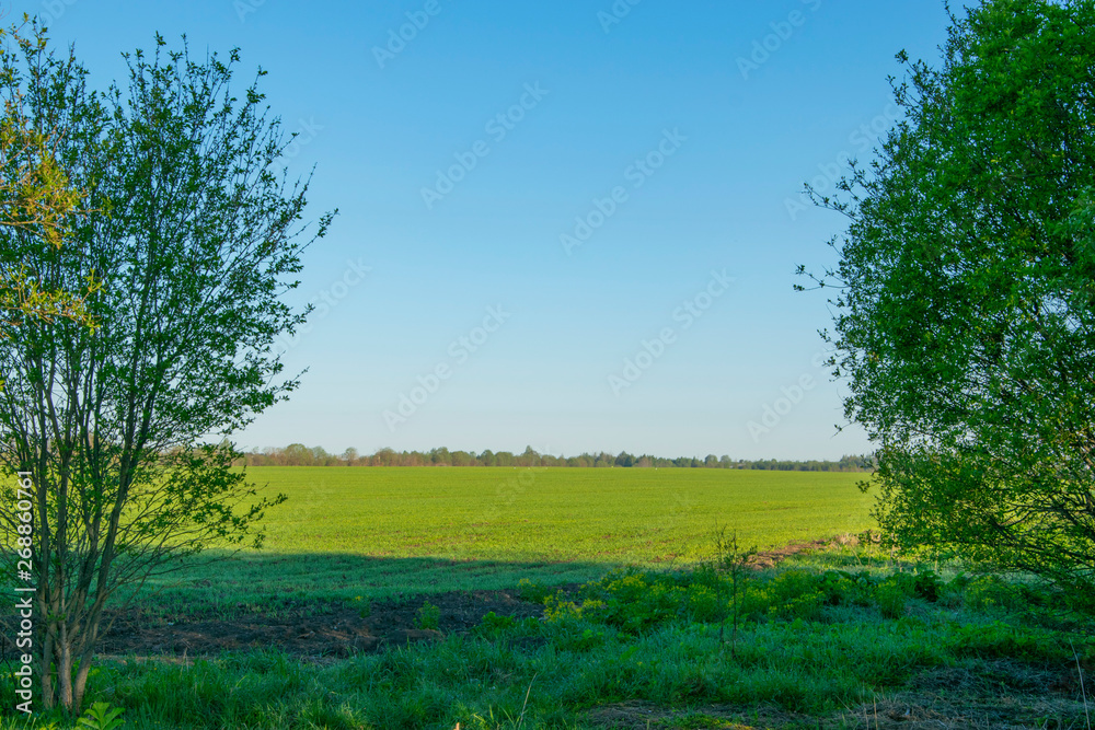 Obraz premium Spring, nature, spring forest, fields, lakes and rivers.