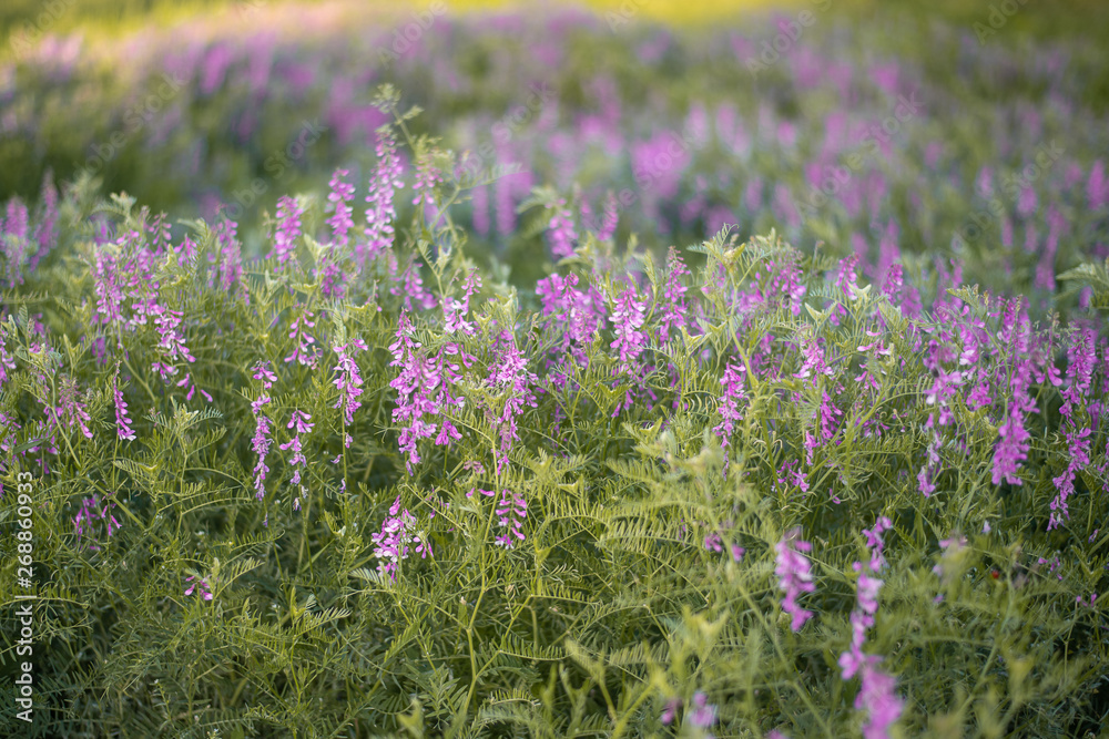Obraz premium lavender flowers grow in the park outdoors