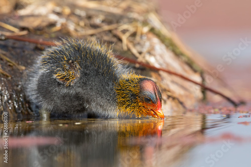 One Red-knobbed coot chick leaves the safety of nest to swim on a pond