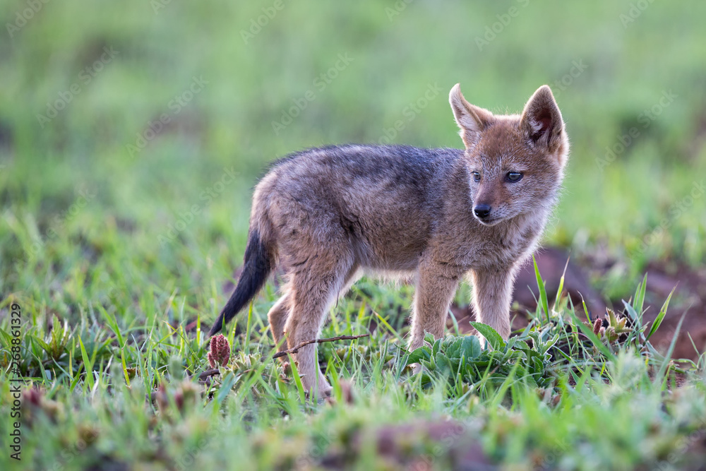 Lone Black Backed Jackal pup standing in short green grass to explore the world Lone Black Backed Jackal pup standing in short green grass to explore the world