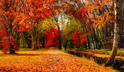 Autumn landscape beautiful colored trees over the river, glowing in sunlight. wonderful picturesque background. color in nature. gorgeous view