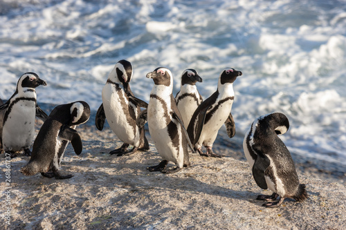 Obraz na plátně african penguin bolder beach cape town national parks and nature reserves of sou