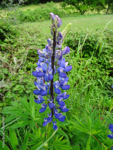 Wildlupine photo