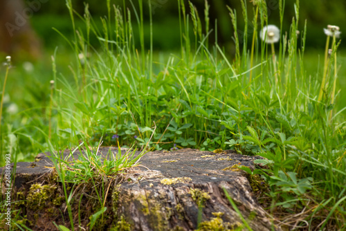 Large old tree stump covered with moss and green grass in summer forest.