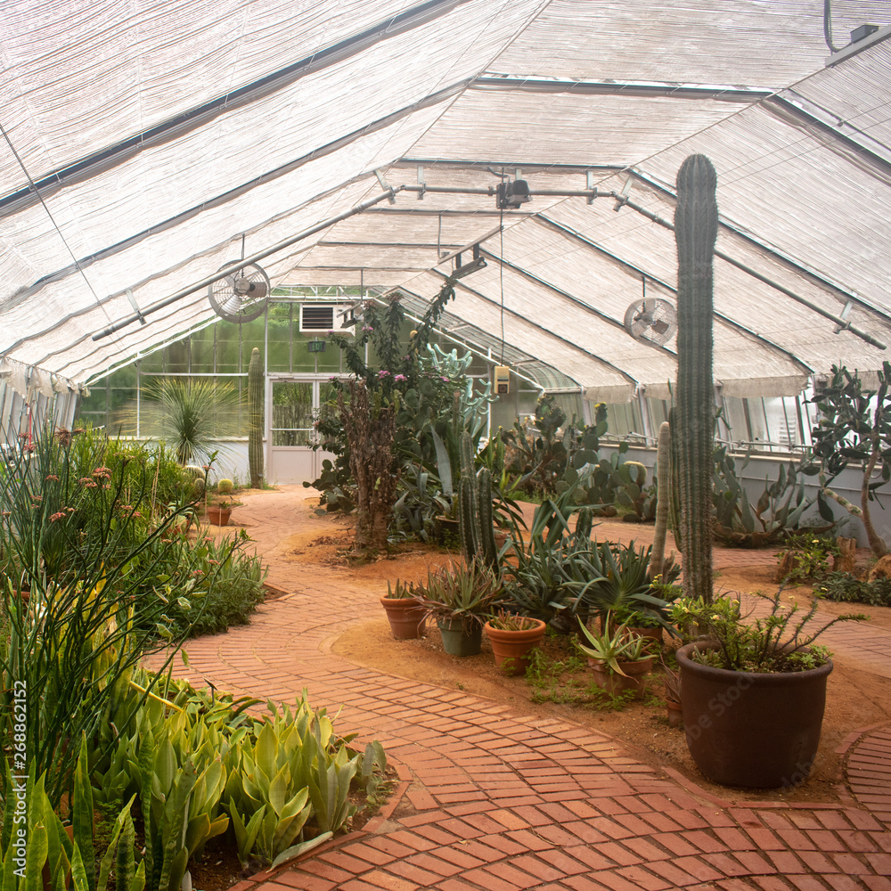 cacti in greenhouse