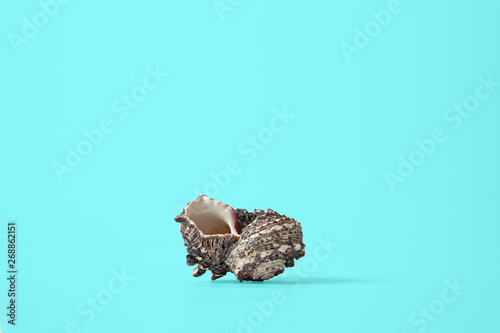 Seashell With turquoise background