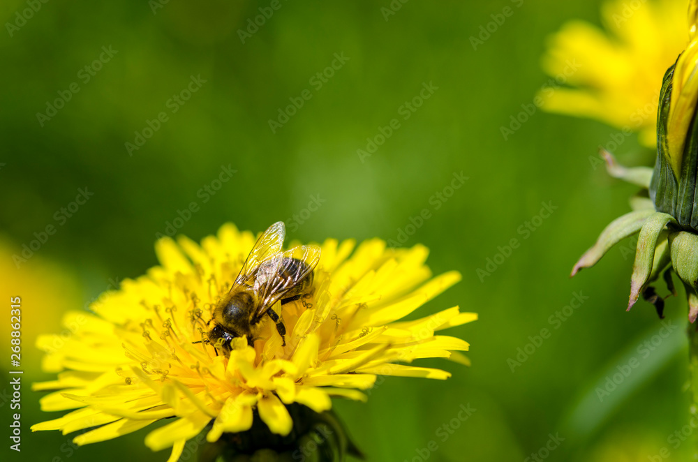 A glade of yellow dandelions on a green lawn under the rays of the sun A glade of yellow dandelions on a green lawn under the rays of the sun