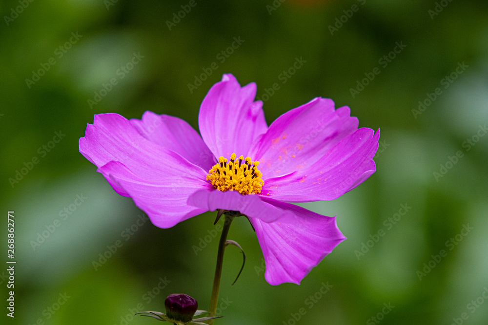Fototapeta premium A Cosmos flower in bloom