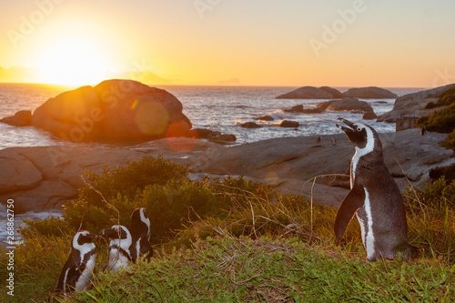 african penguin cape town national parks and nature reserves of south africa