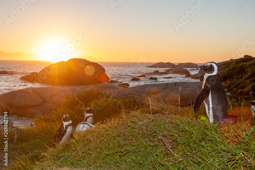 african penguin cape town national parks and nature reserves of south africa