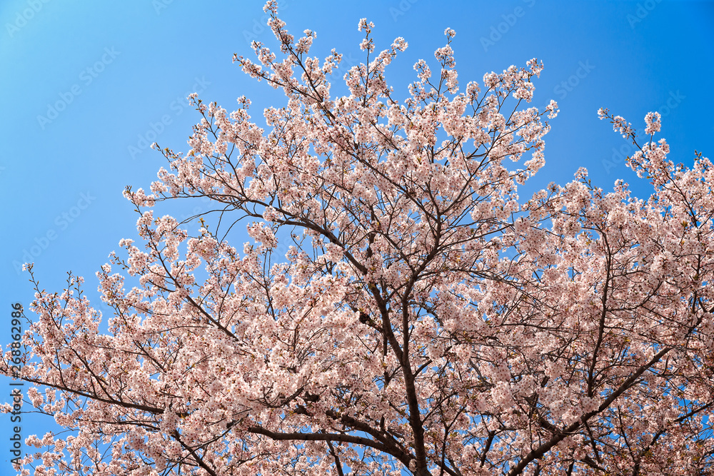 Blooming Japanese Cherry Tree Blooming Japanese Cherry Tree