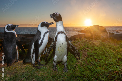 african penguin cape town national parks and nature reserves of south africa