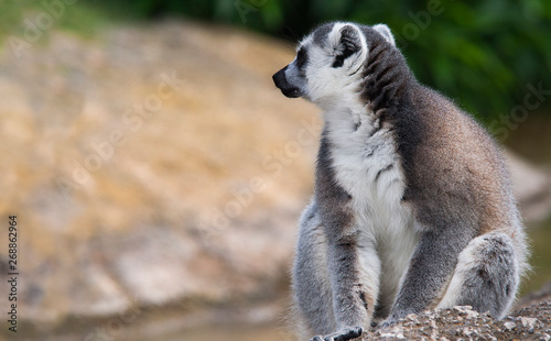 ring tailed lemur