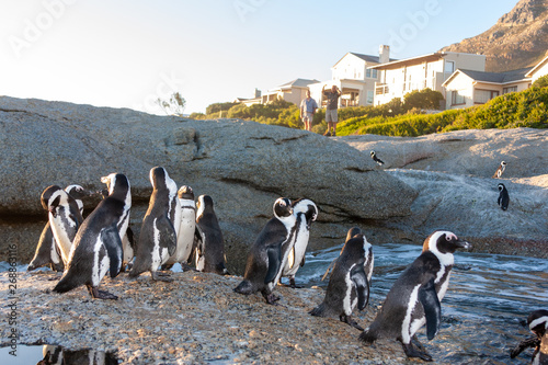 african penguin cape town national parks and nature reserves of south africa