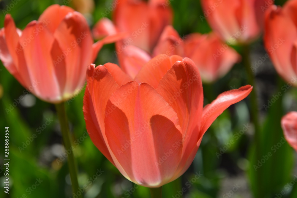 red tulip in the garden
