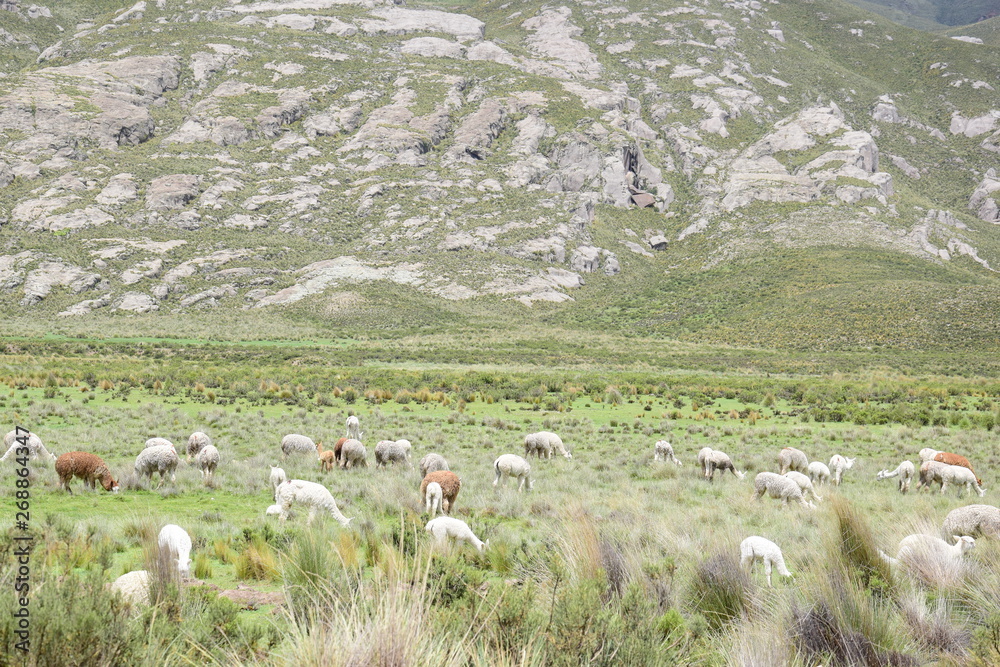 Alpacas in the valley near Arequipa.
