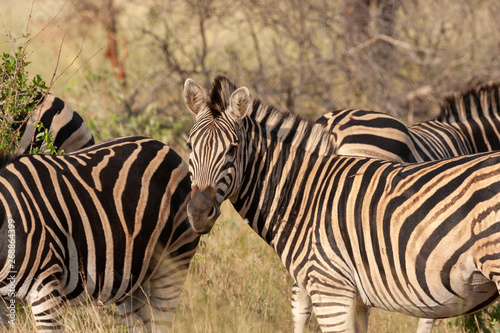 zebras in the savannah national parks and nature reserves of south africa