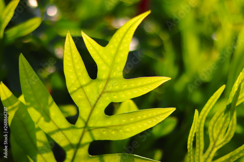Close up of Phymatosorus scolopendria or commonly called monarch fern, musk, maile-scented, breadfruit, lauaʻe or wart fern is a species of fern within the Polypodiaceae family photo