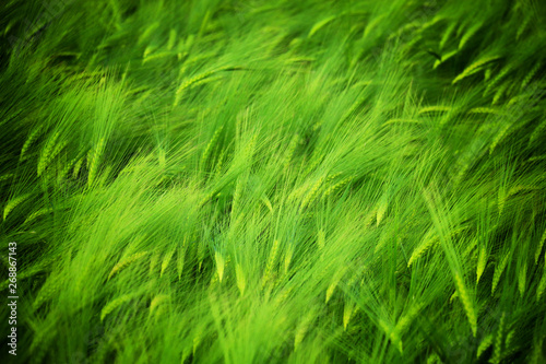 Detail of the Barley Spike