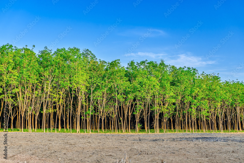 Para rubber tree, latex rubber plantation and tree rubber Para rubber tree, latex rubber plantation and tree rubber