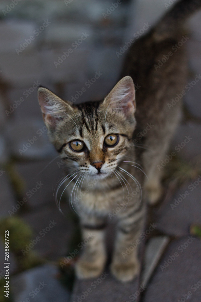 Kitten Kitten