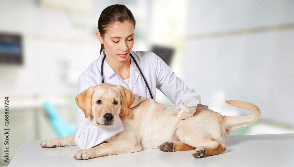 Beautiful young veterinarian with a dog