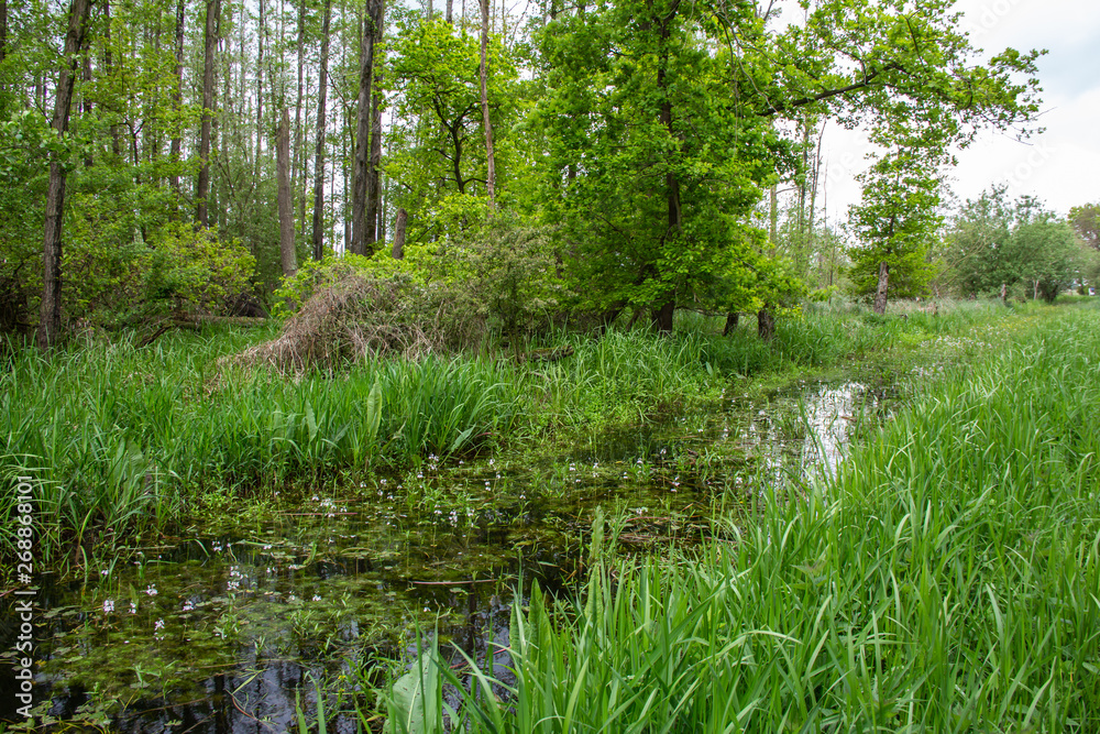 Dümmer See