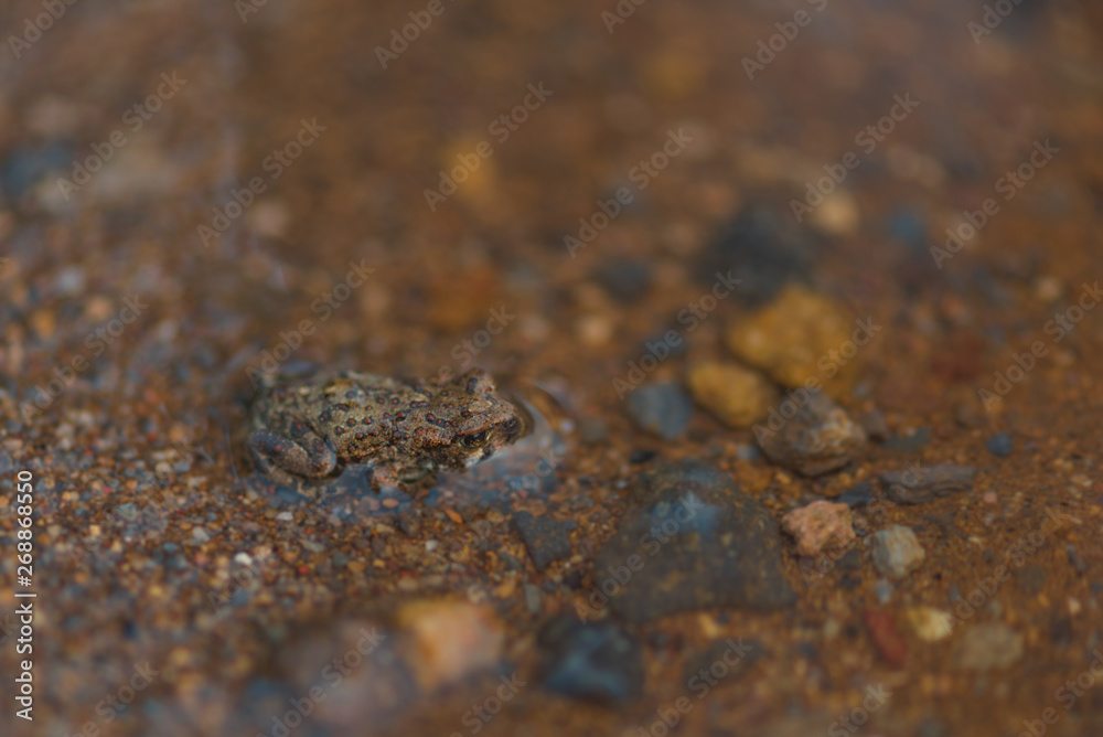 Tiny frog Tiny frog