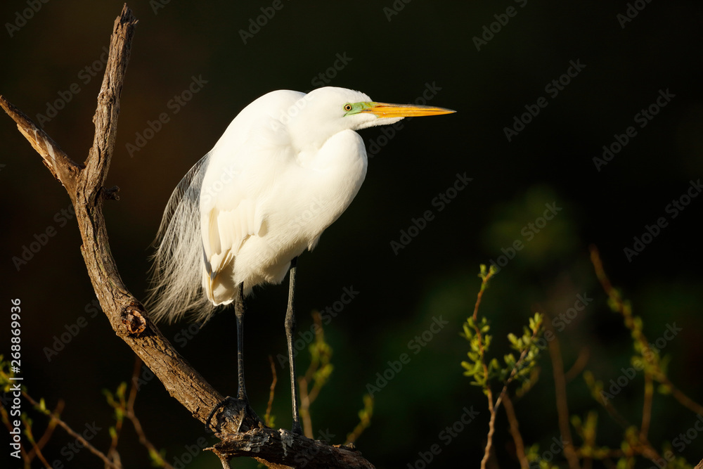 Great Egret Great Egret