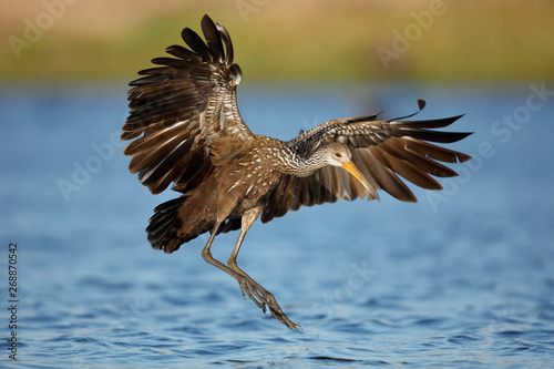 Limpkin photo