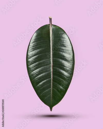 Ficus leaf isolated on a pink background