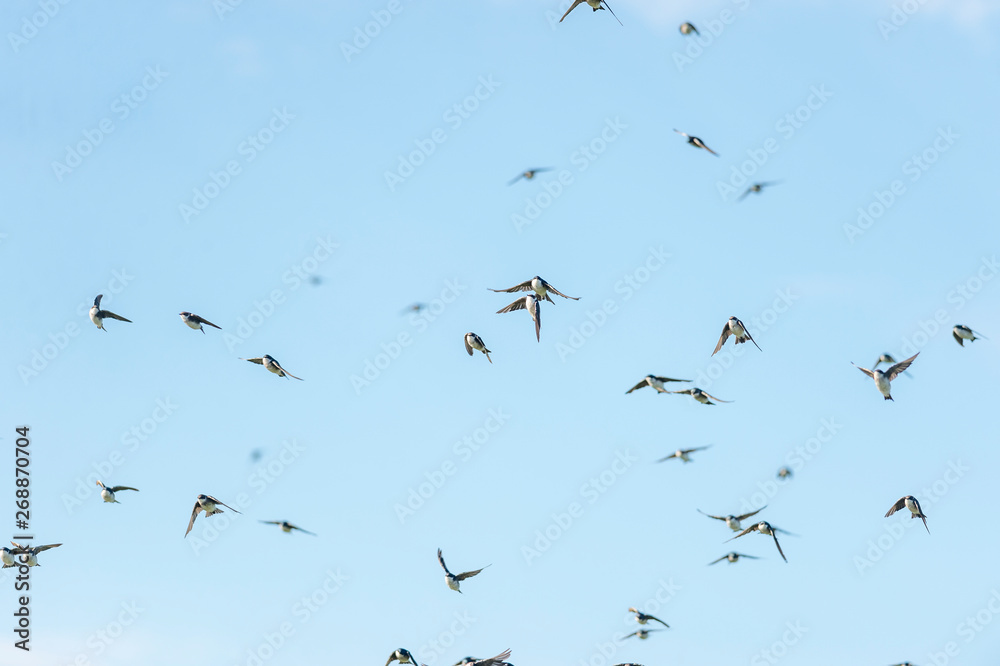 Flock of tree swallows flying in chaotic formation Flock of tree swallows flying in chaotic formation