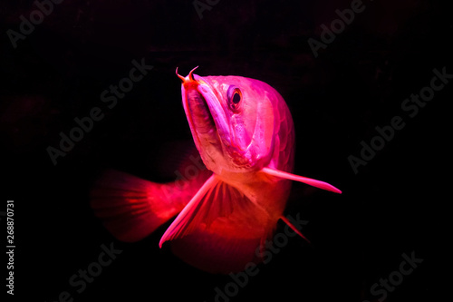 A golden red tail arowana fish isolated on black background. photo