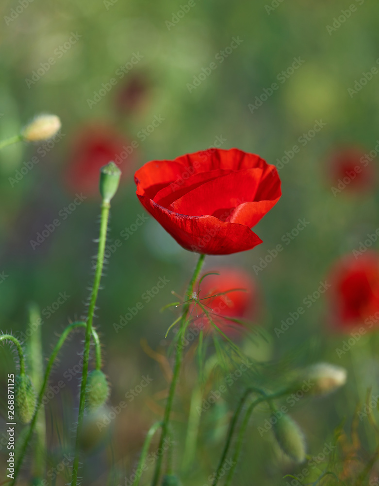 Naklejka premium blooming red poppy in the field in the spring afternoon