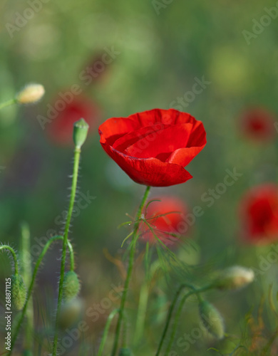 blooming red poppy in the field in the spring afternoon