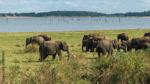 Wild Asian elephant herd gathering next to a lake in the grassland in Minneriya National Park, Sri Lanka