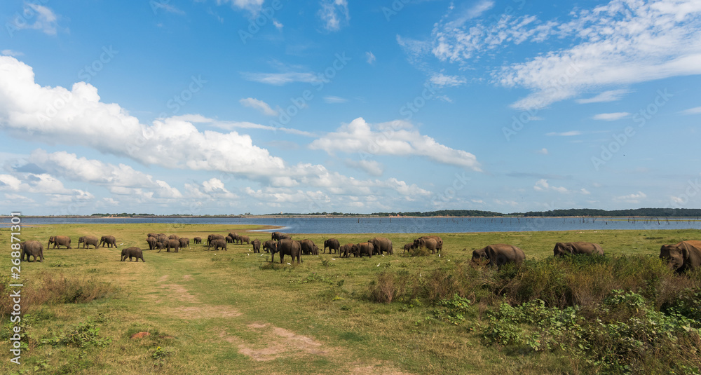 Wild Asian elephant herd gathering next to a lake in the grassland in Minneriya National Park, Sri Lanka